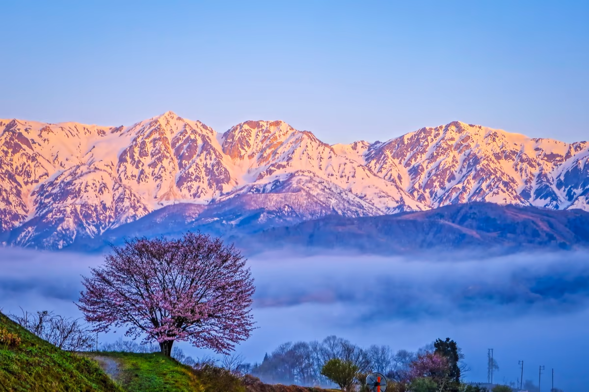 投稿写真：モルゲンロート白馬三山と雲海と一本桜