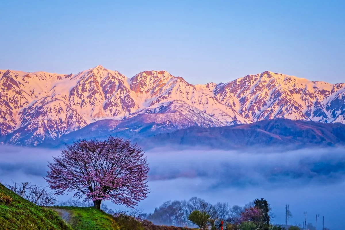 投稿写真：モルゲンロート白馬三山と雲海と一本桜