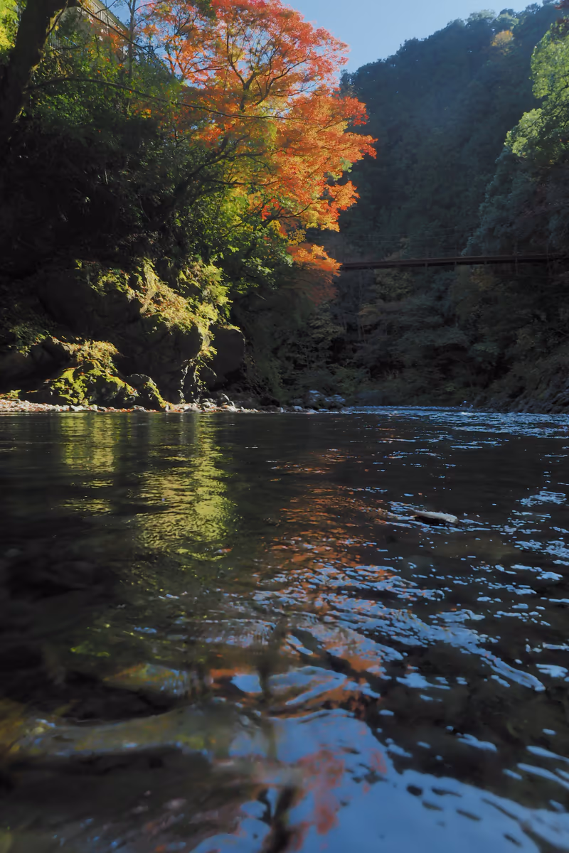 投稿写真：秋の氷川渓谷