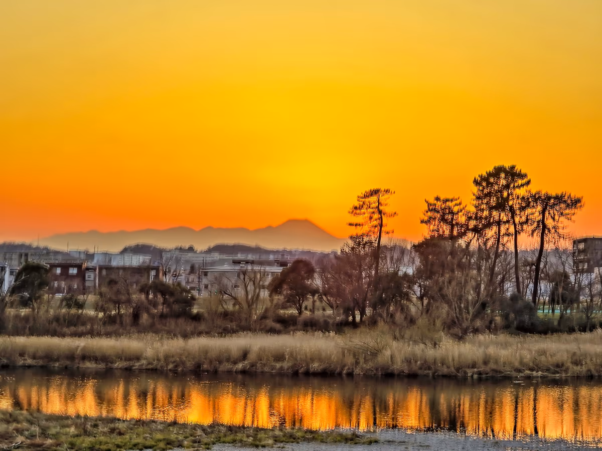投稿写真：松と夕富士