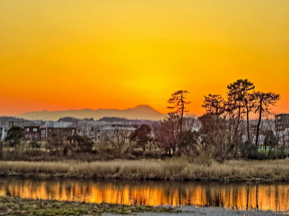 投稿写真：松と夕富士