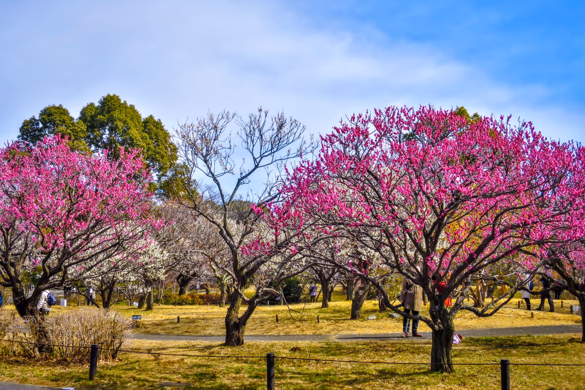 投稿写真：紅白の梅