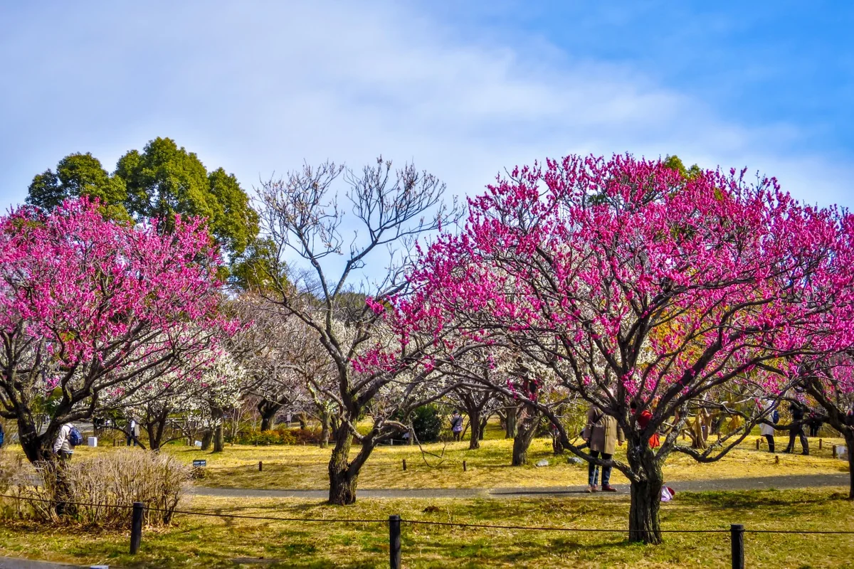 投稿写真：紅白の梅