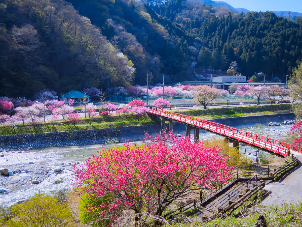 投稿写真：昼神温泉郷の花桃