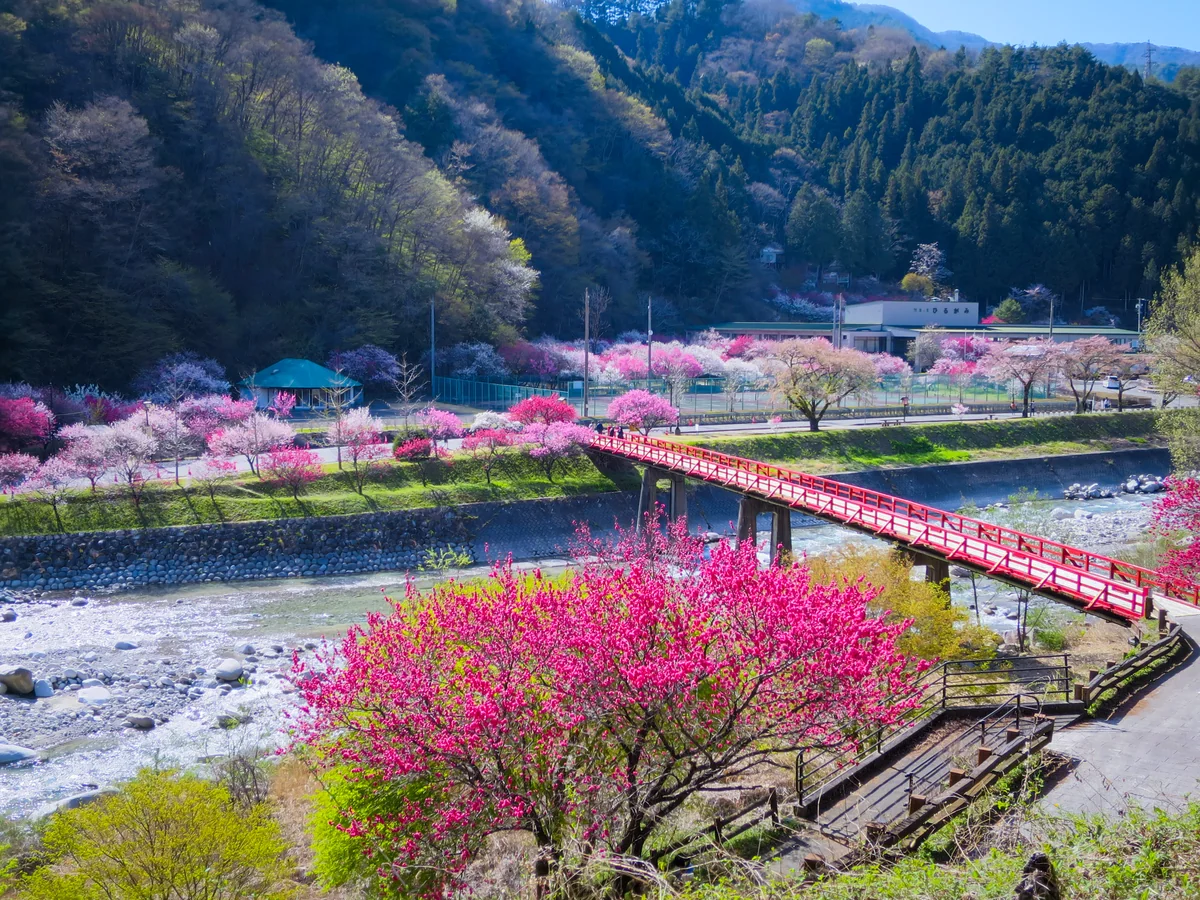 投稿写真：昼神温泉郷の花桃