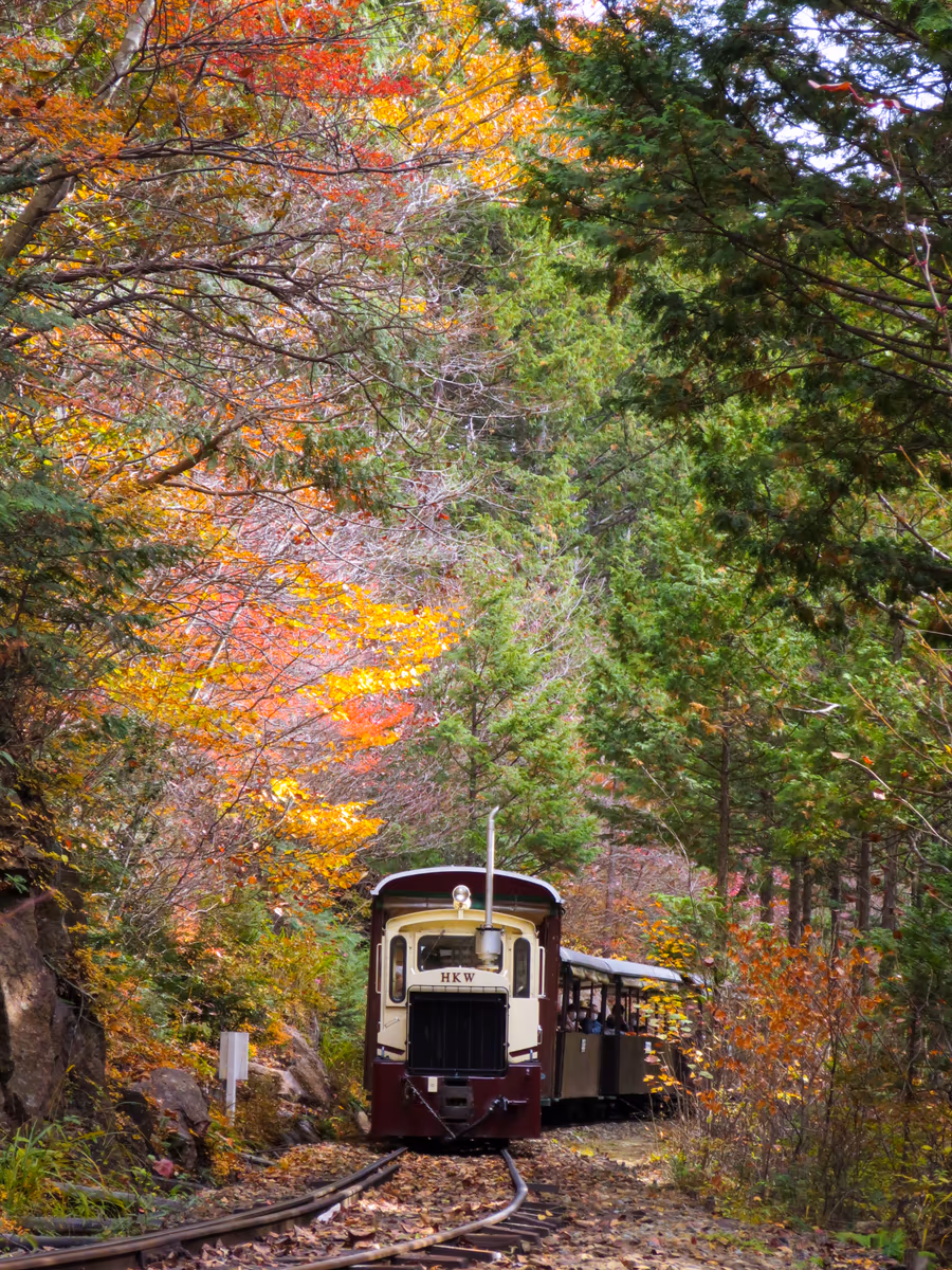 投稿写真：紅葉の中を走るトロッコ列車