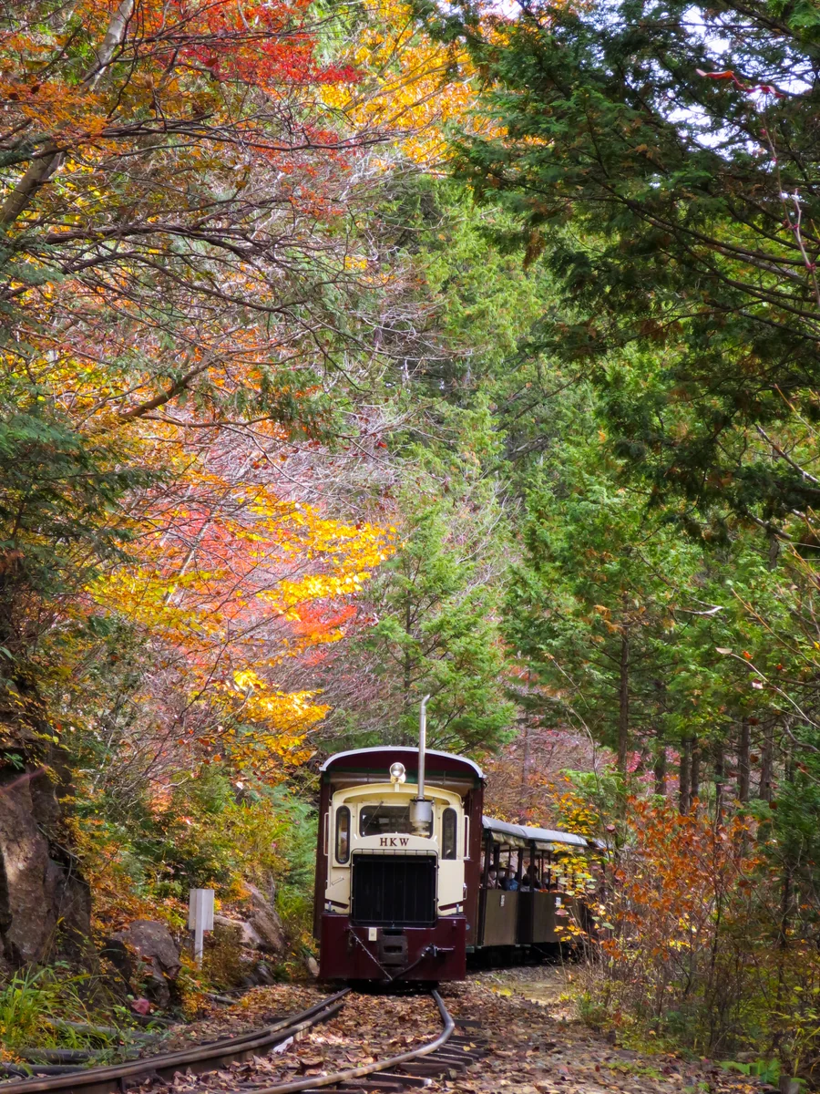 投稿写真：紅葉の中を走るトロッコ列車