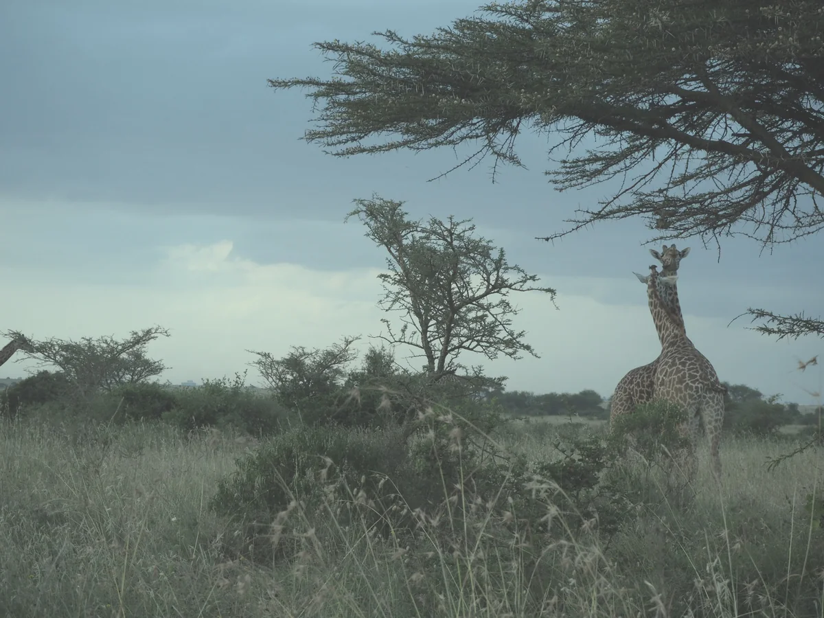 投稿写真：ナイロビ国立公園のキリンです
