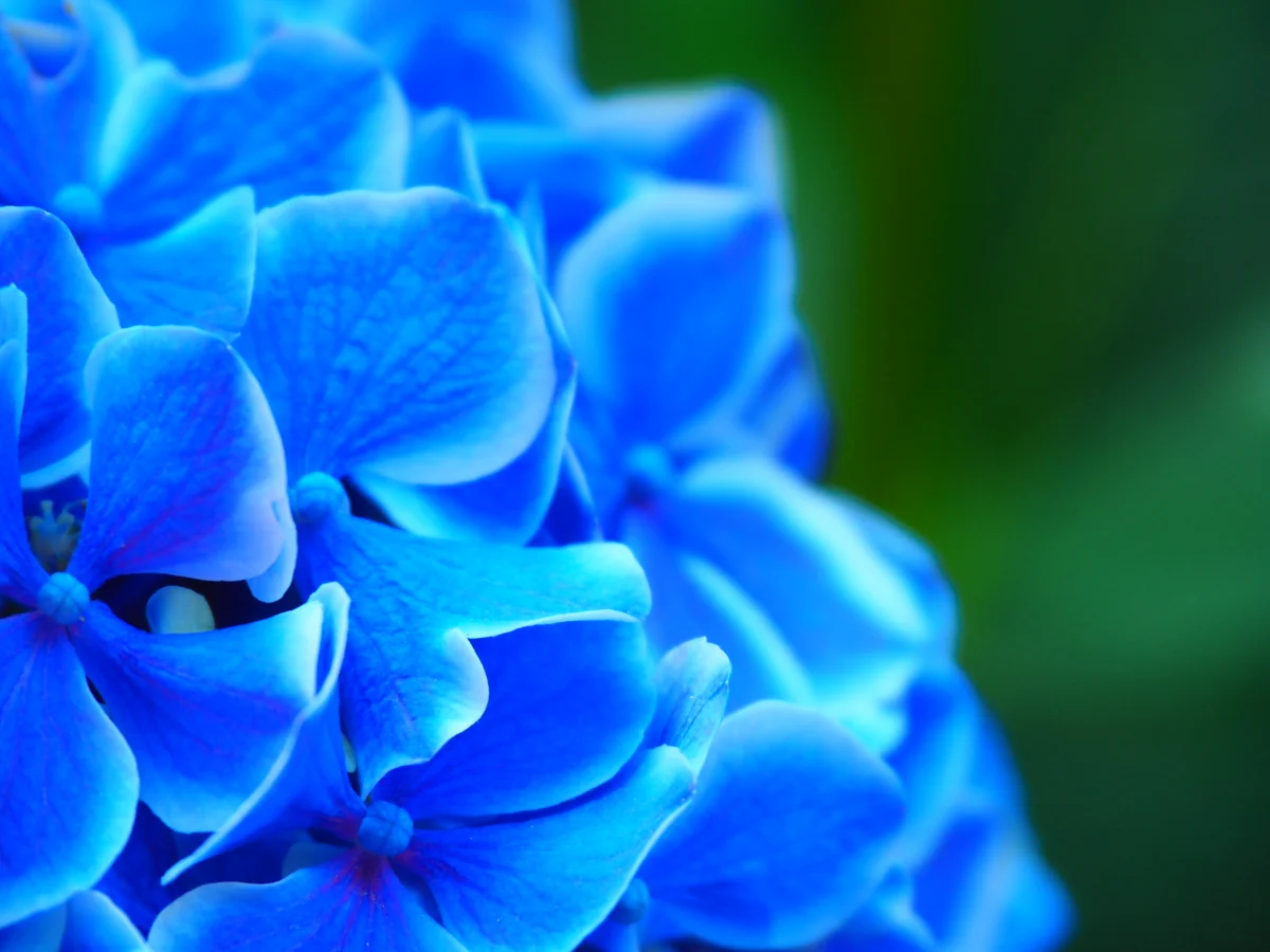 投稿写真：縮景園