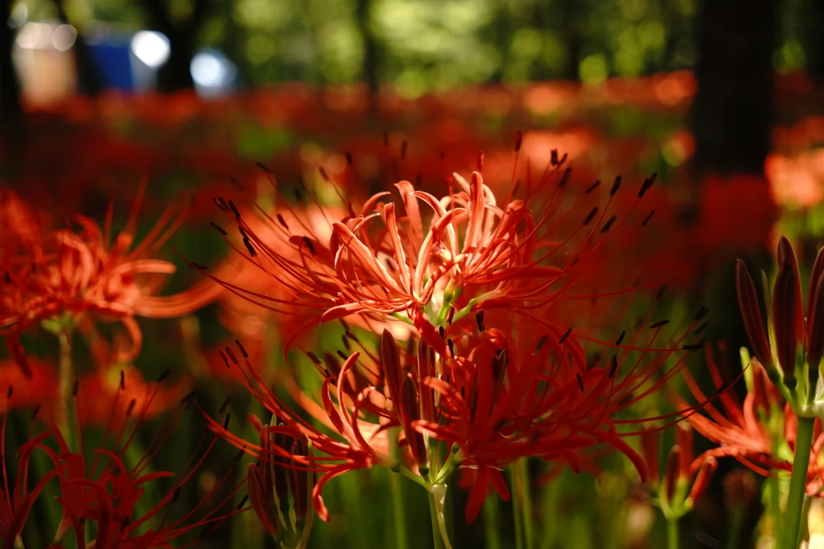 風輪Labさんの投稿写真