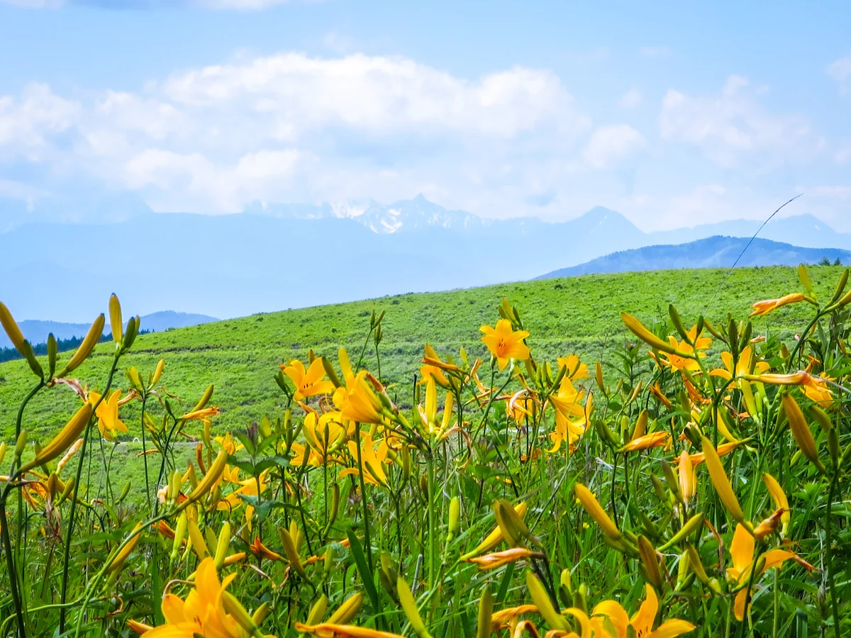 投稿写真：ニッコウキスゲと槍ヶ岳