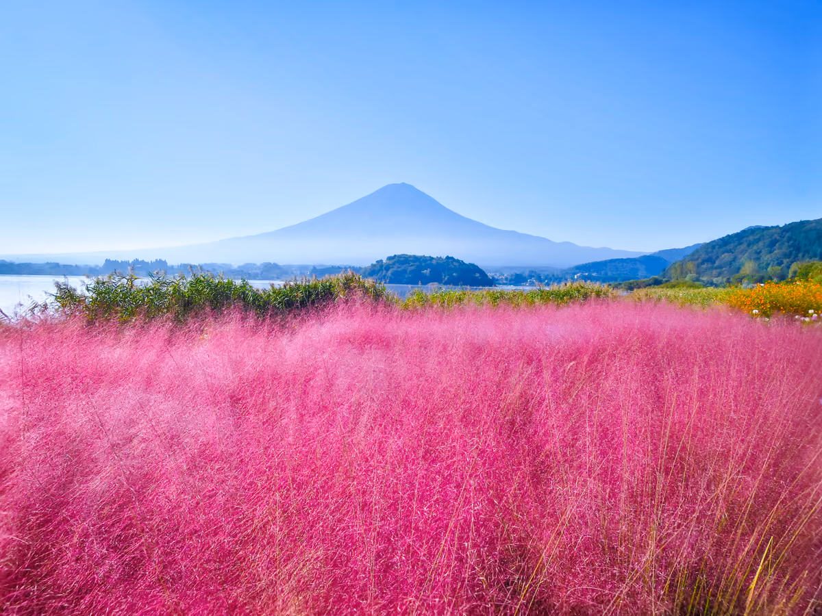 投稿写真：ミューレンベルギアと富士山