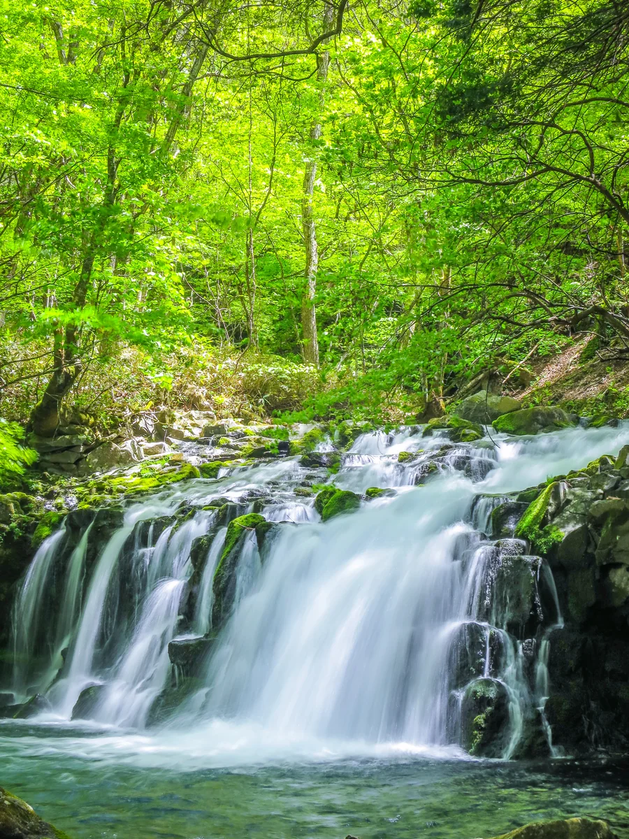 投稿写真：新緑の蓼科大滝
