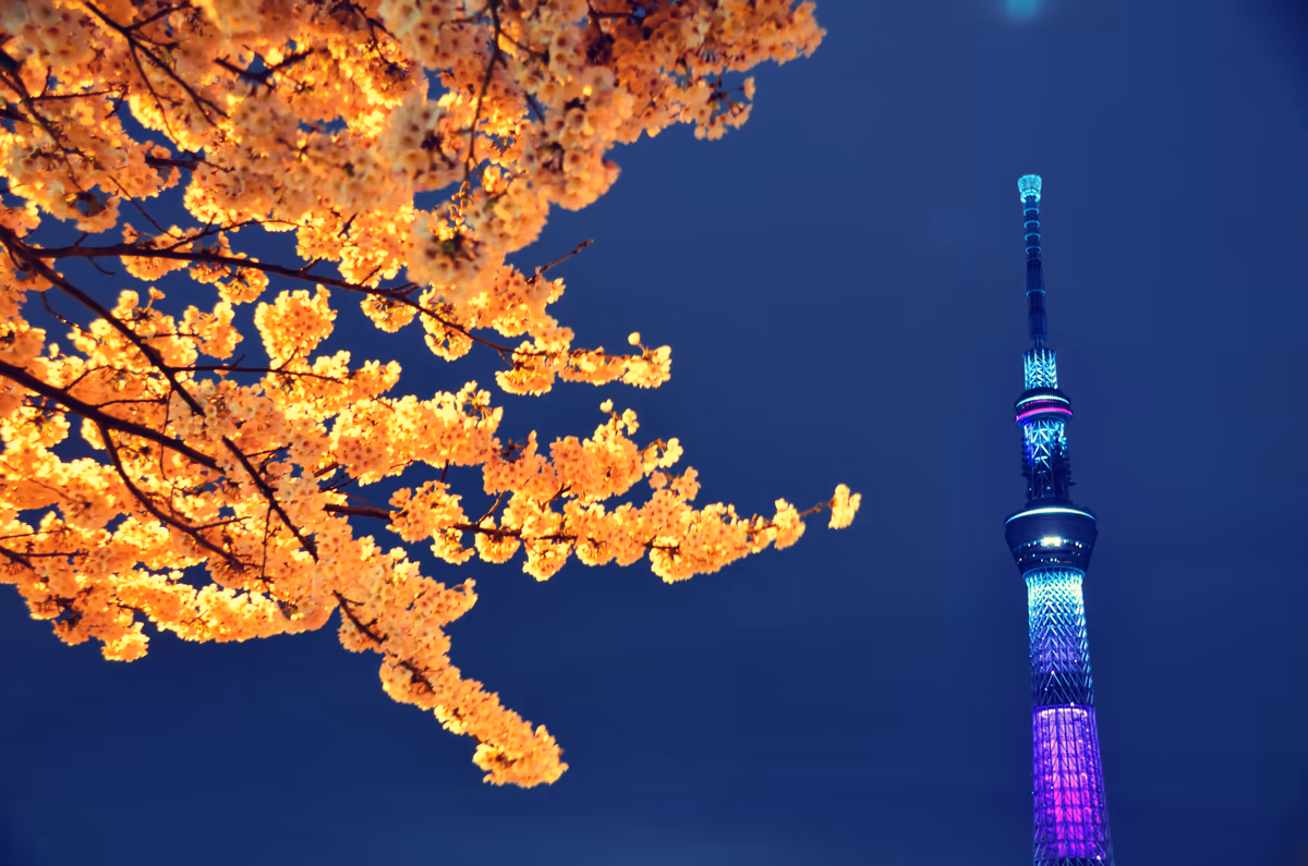 投稿写真：桜とスカイツリー　夜景