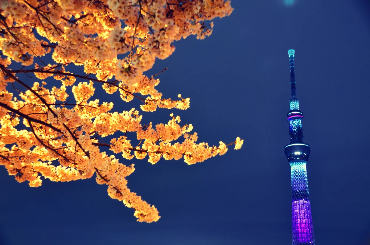 投稿写真：桜とスカイツリー　夜景