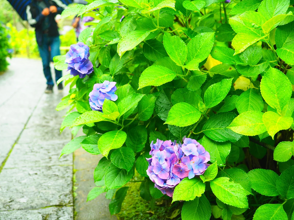 投稿写真：東慶寺　アジサイ