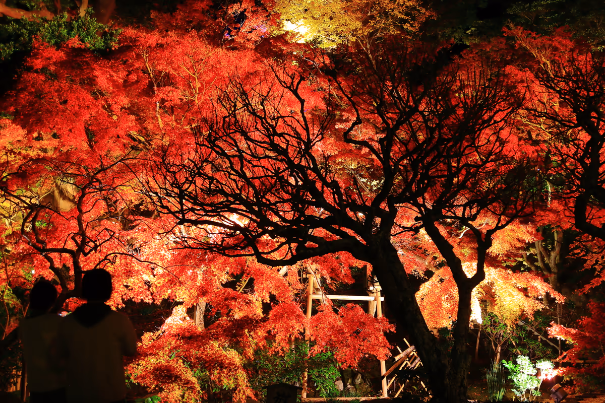 投稿写真：長谷寺の紅葉とライトアップ