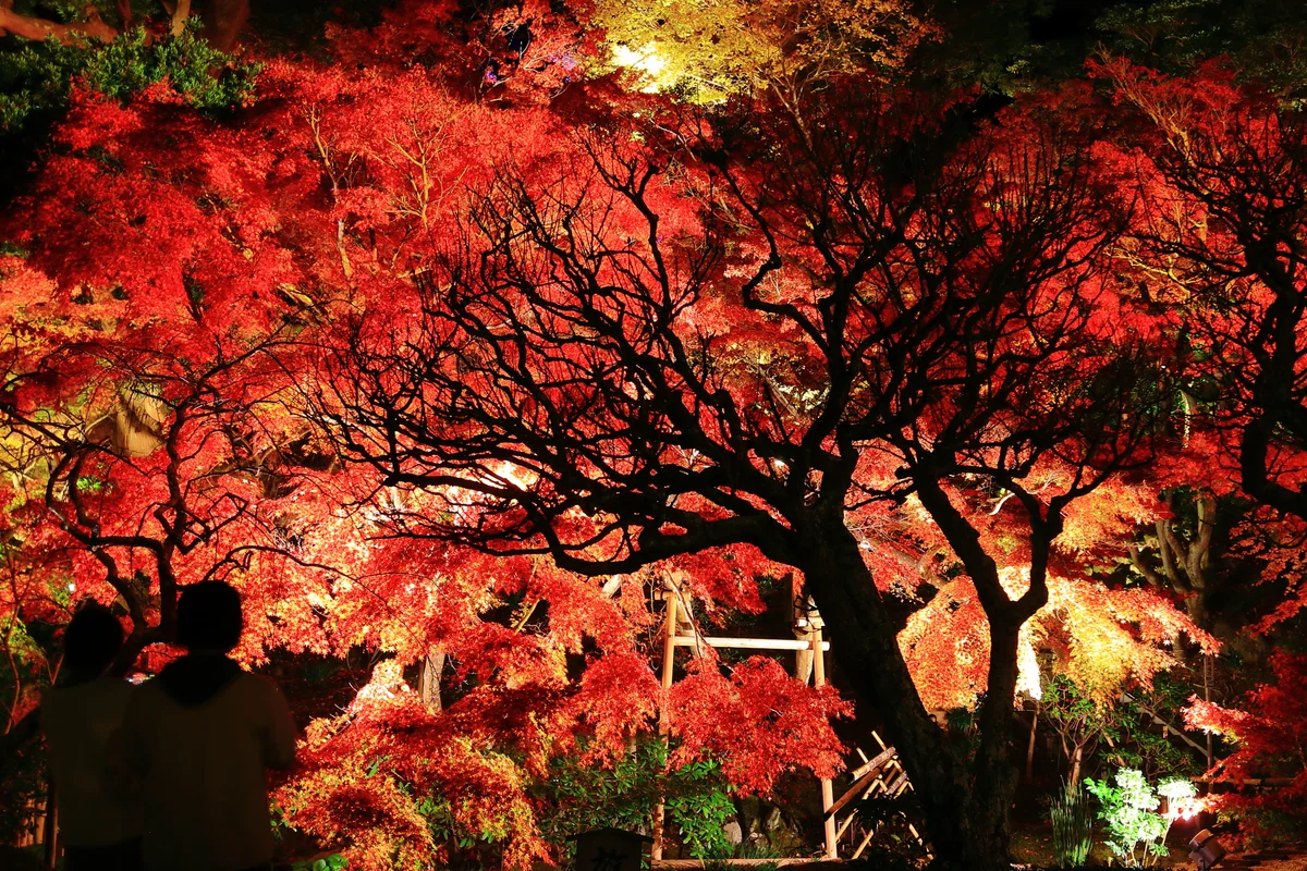 投稿写真：長谷寺の紅葉とライトアップ