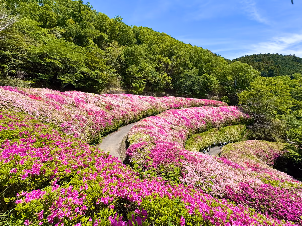 投稿写真：ピンクの絶景ツツジロール