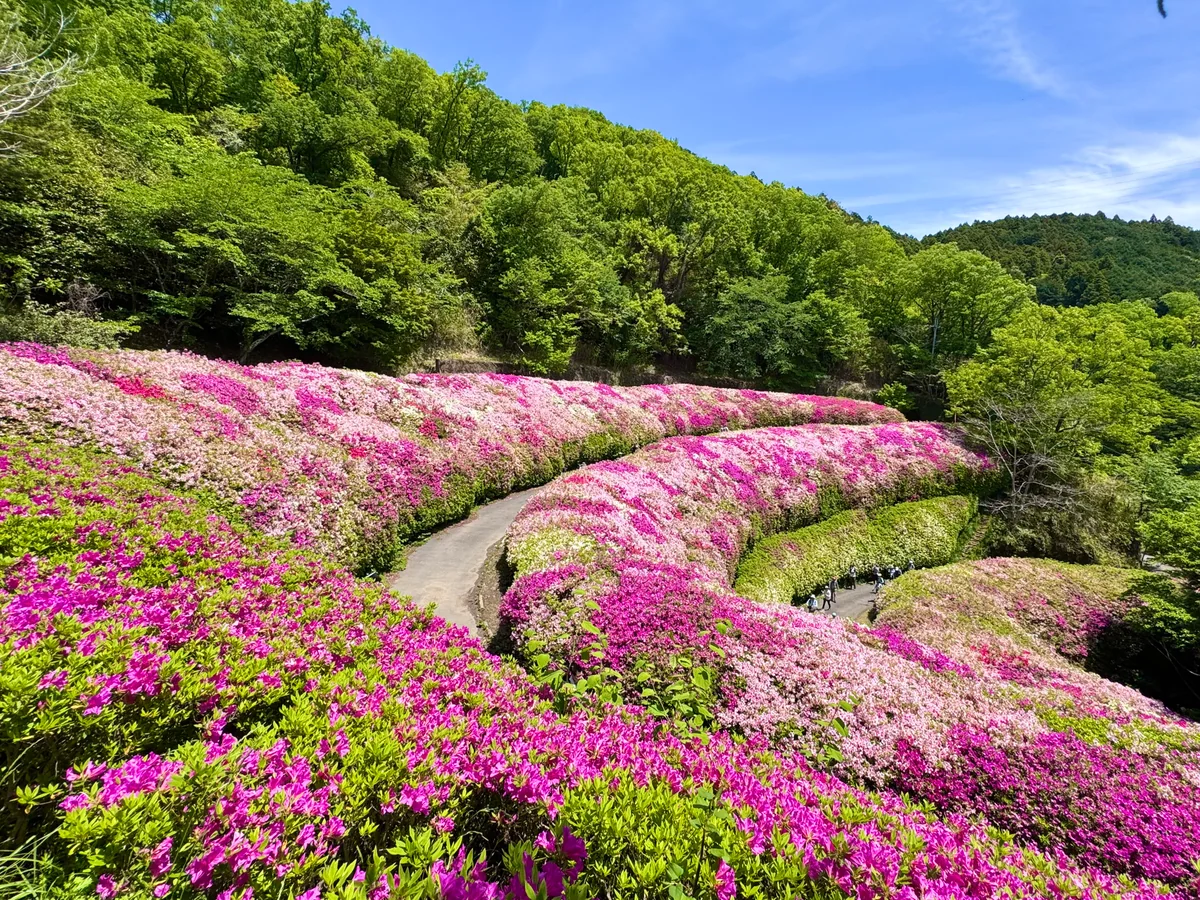 投稿写真：ピンクの絶景ツツジロール