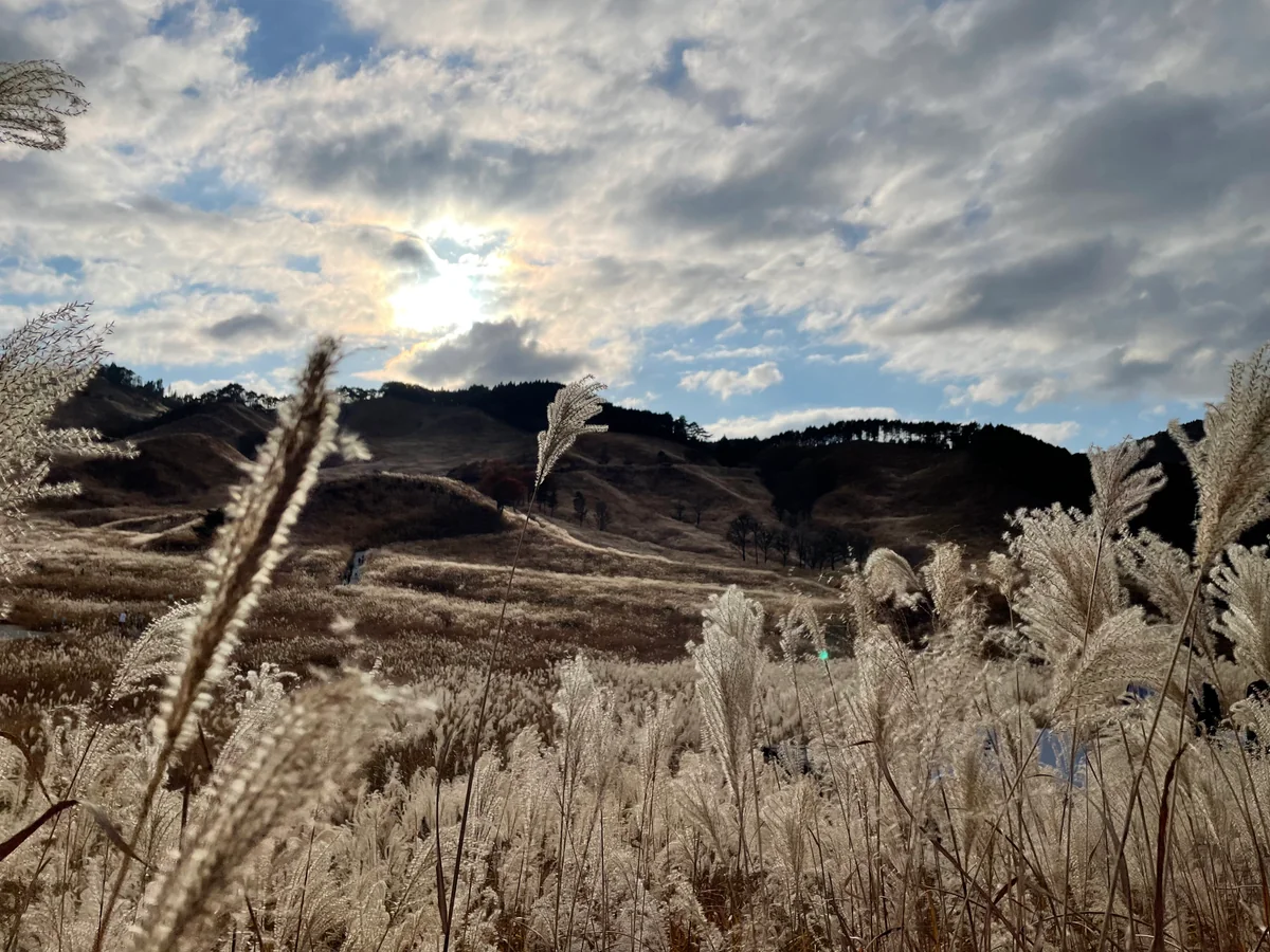 投稿写真：金色に輝く