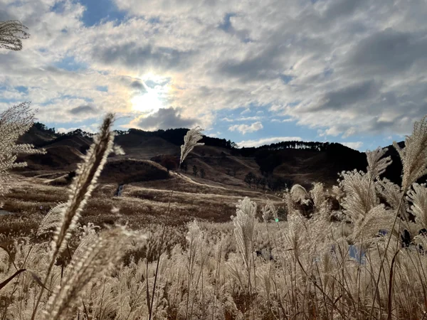 投稿：金色に輝く