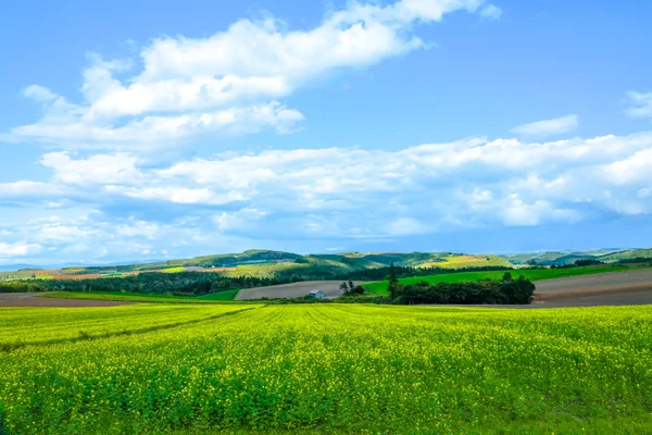 投稿：美しい村の丘