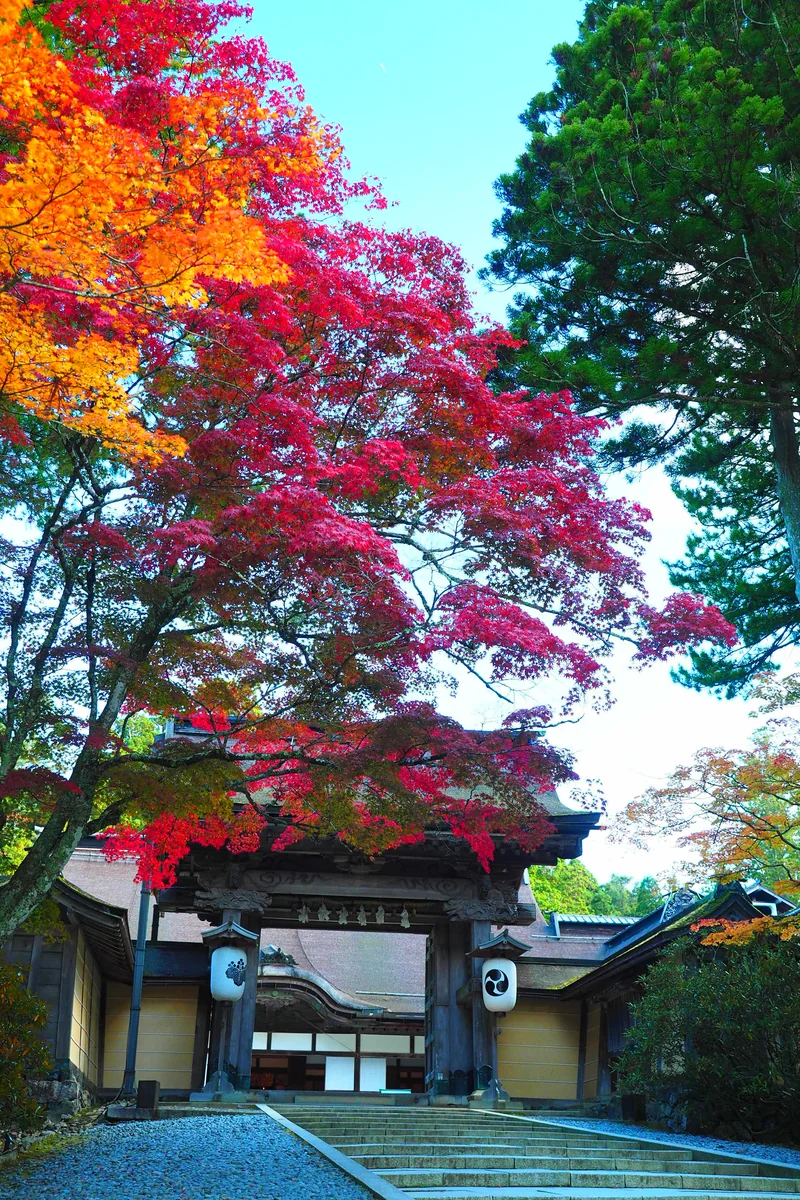 投稿写真：金剛峯寺紅葉