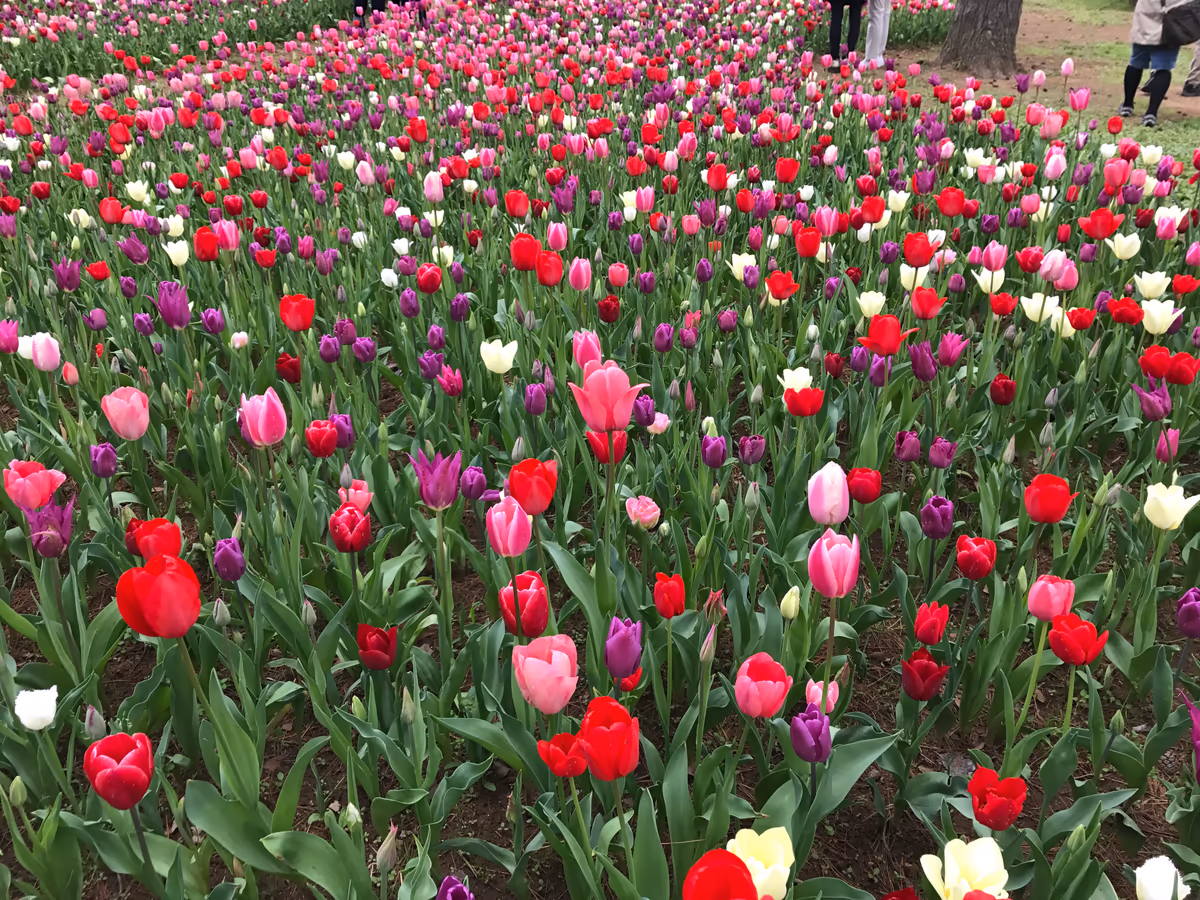 投稿写真：花道にて🎵