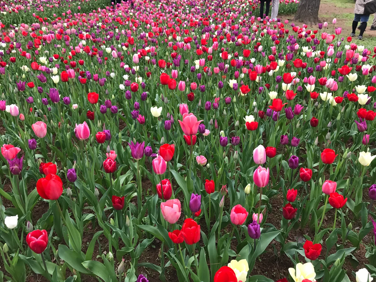 投稿写真：花道にて🎵