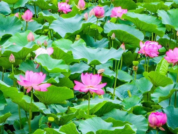 投稿：ハスの花