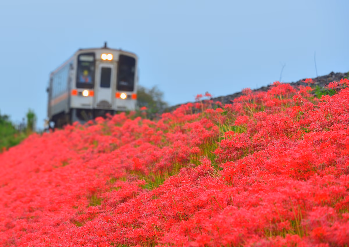 投稿写真：彼岸花が咲く沿線