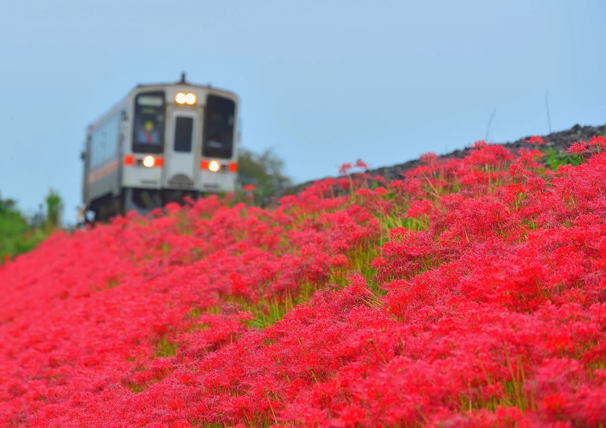 投稿写真：彼岸花が咲く沿線