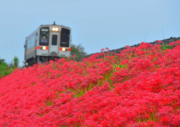 投稿：彼岸花が咲く沿線