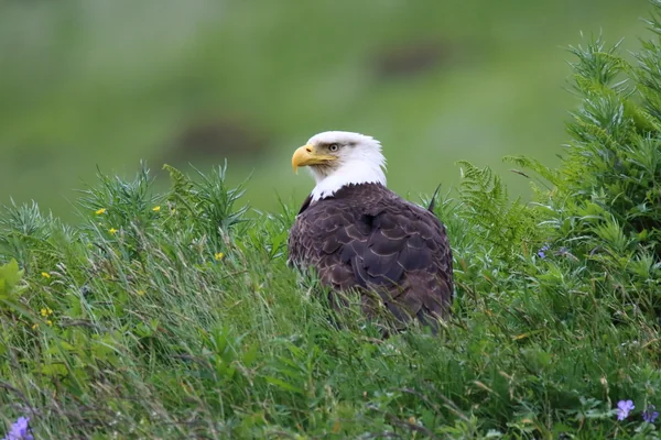 投稿：アリューシャン列島の白頭鷲
