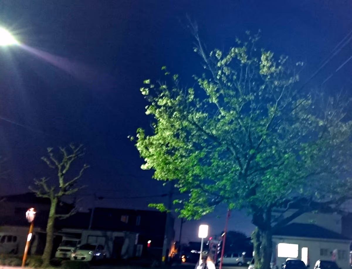 投稿写真：夜桜