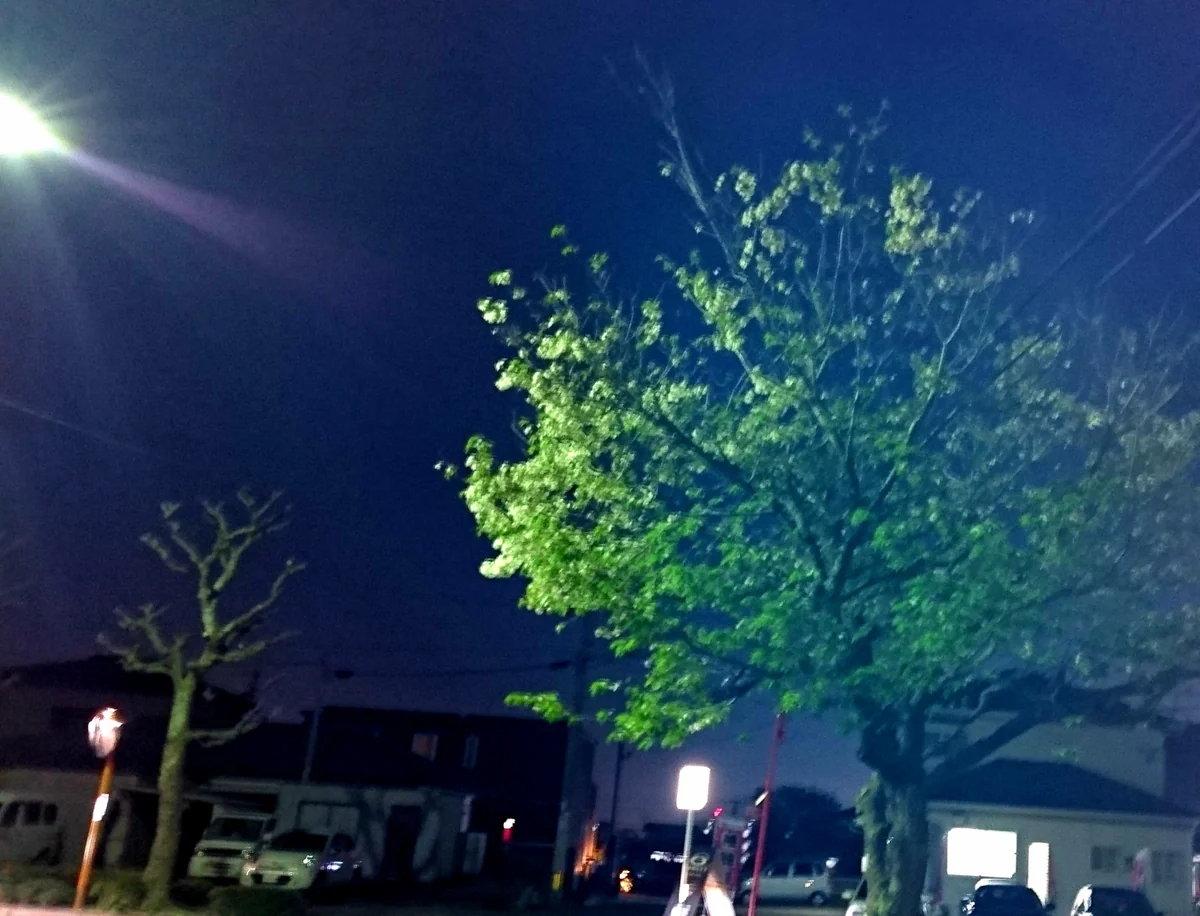 投稿写真：夜桜