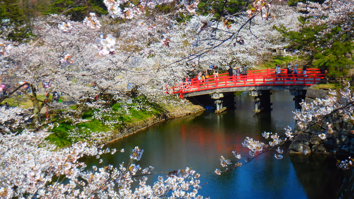 投稿写真：桜