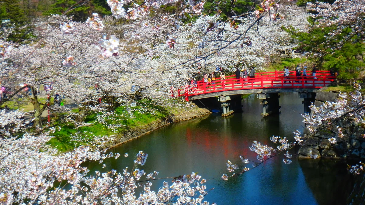 投稿写真：桜