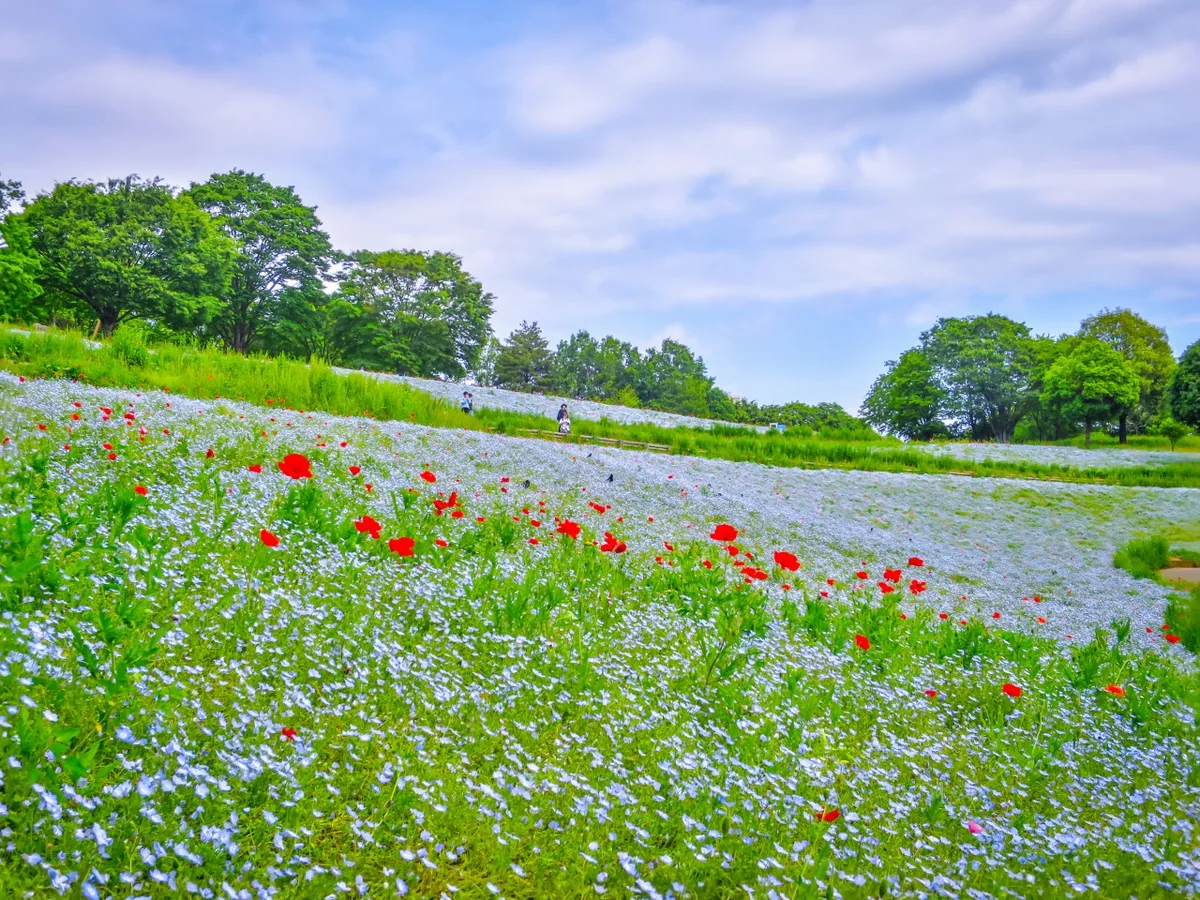 投稿写真：見納めのネモフィラとポピー