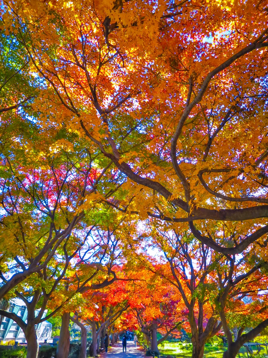 投稿写真：色鮮やかなモミジのトンネル