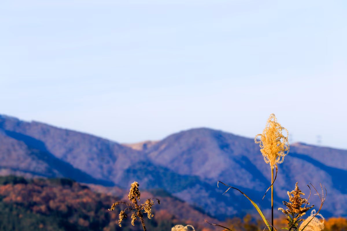 投稿写真：田舎の山