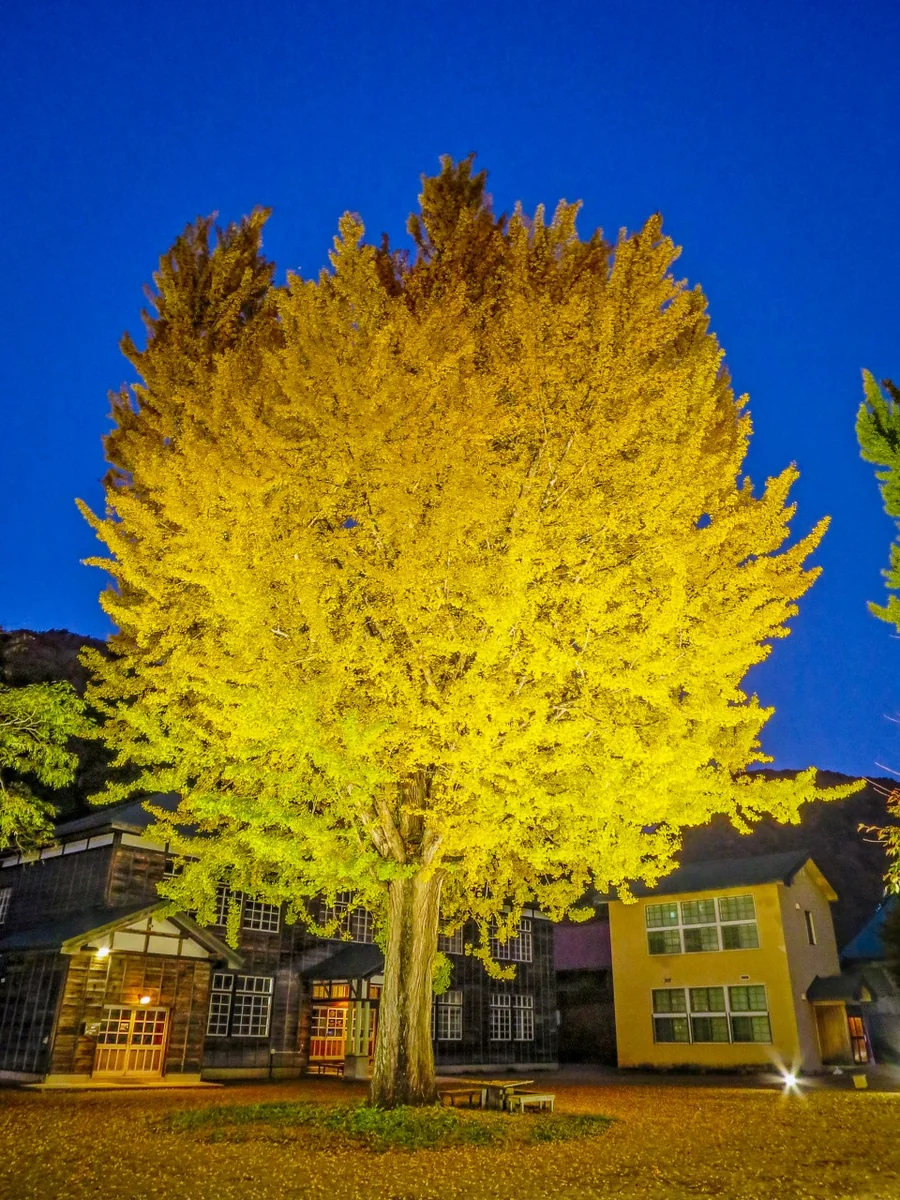 投稿写真：ライトアップされた大銀杏