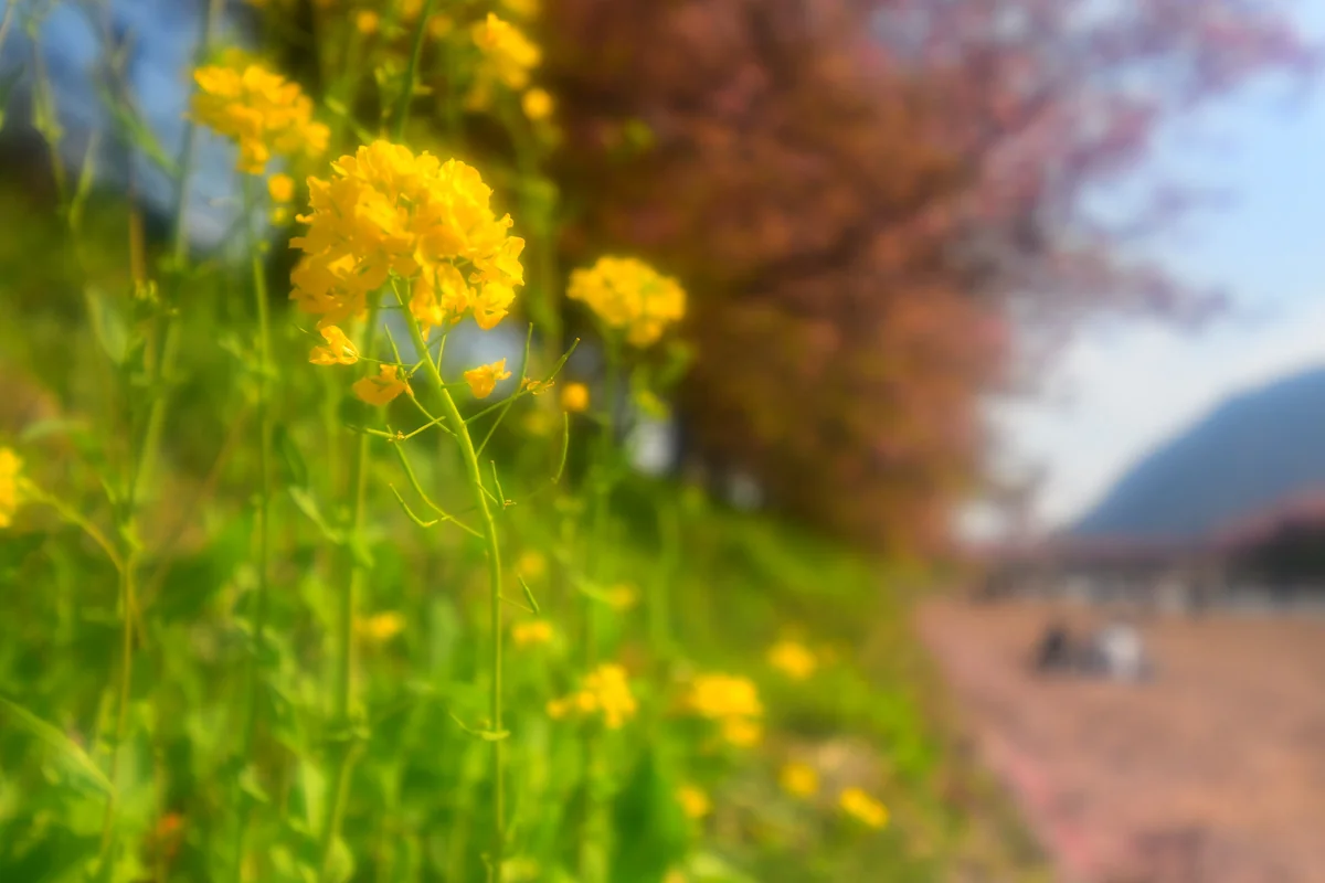 投稿写真：河津桜 菜の花