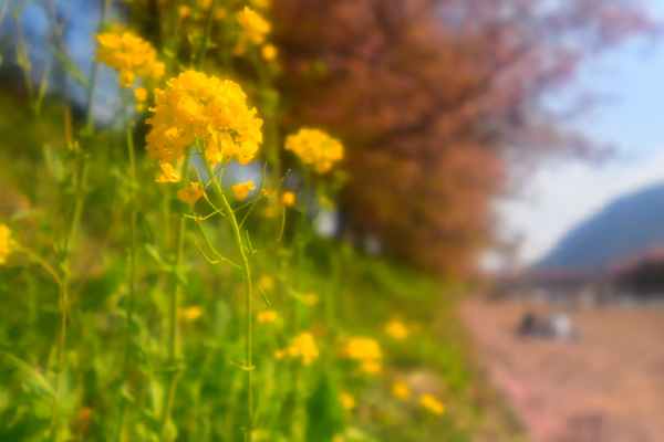 投稿：河津桜 菜の花