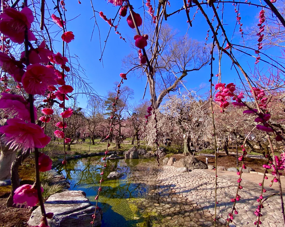 投稿写真：雪月花の三名園の 花の庭