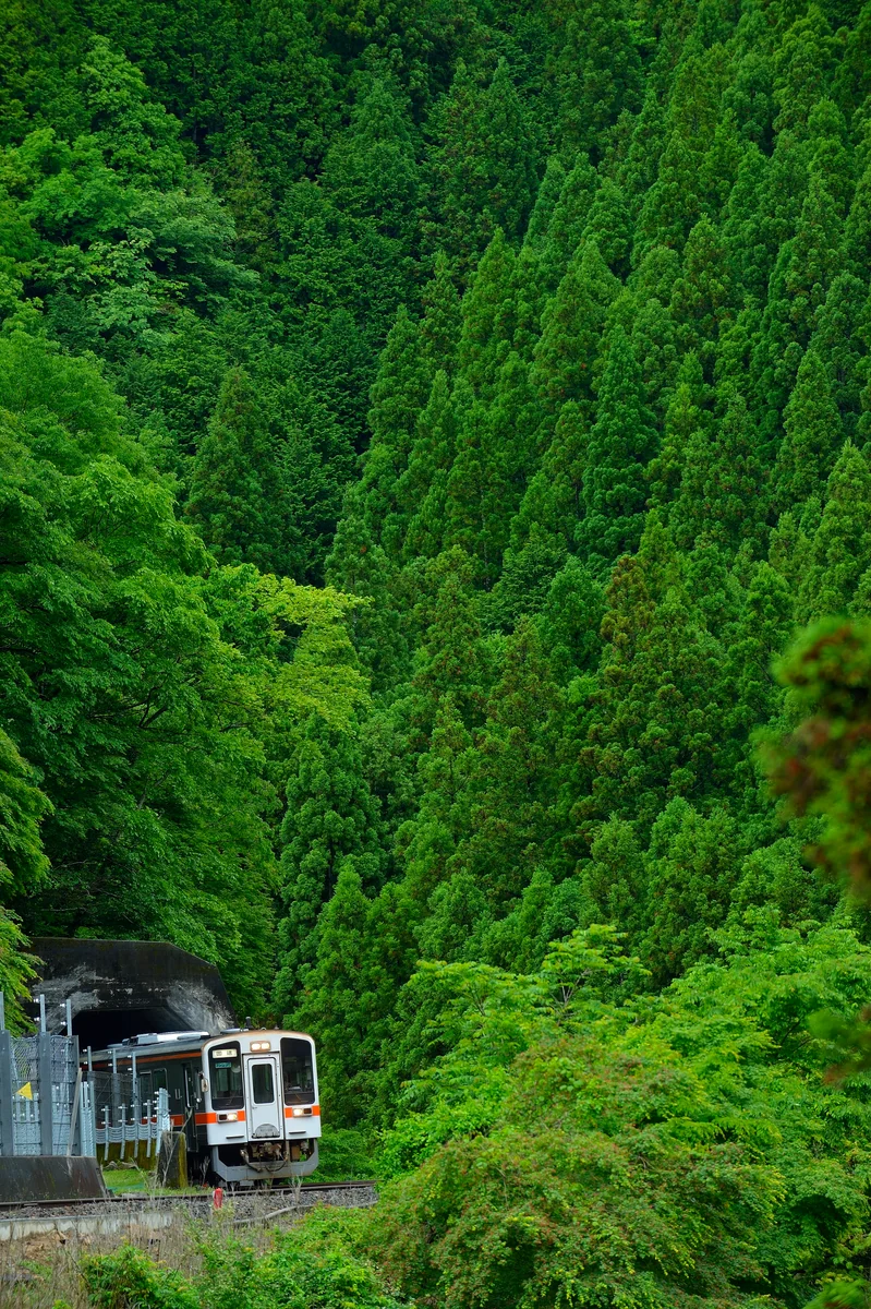 投稿写真：緑に囲まれる沿線