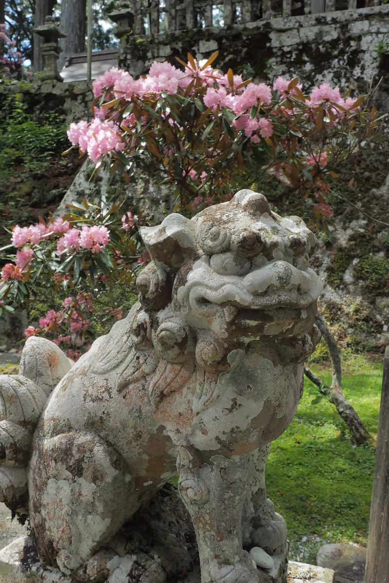 投稿写真：玉置神社　狛犬と石楠花