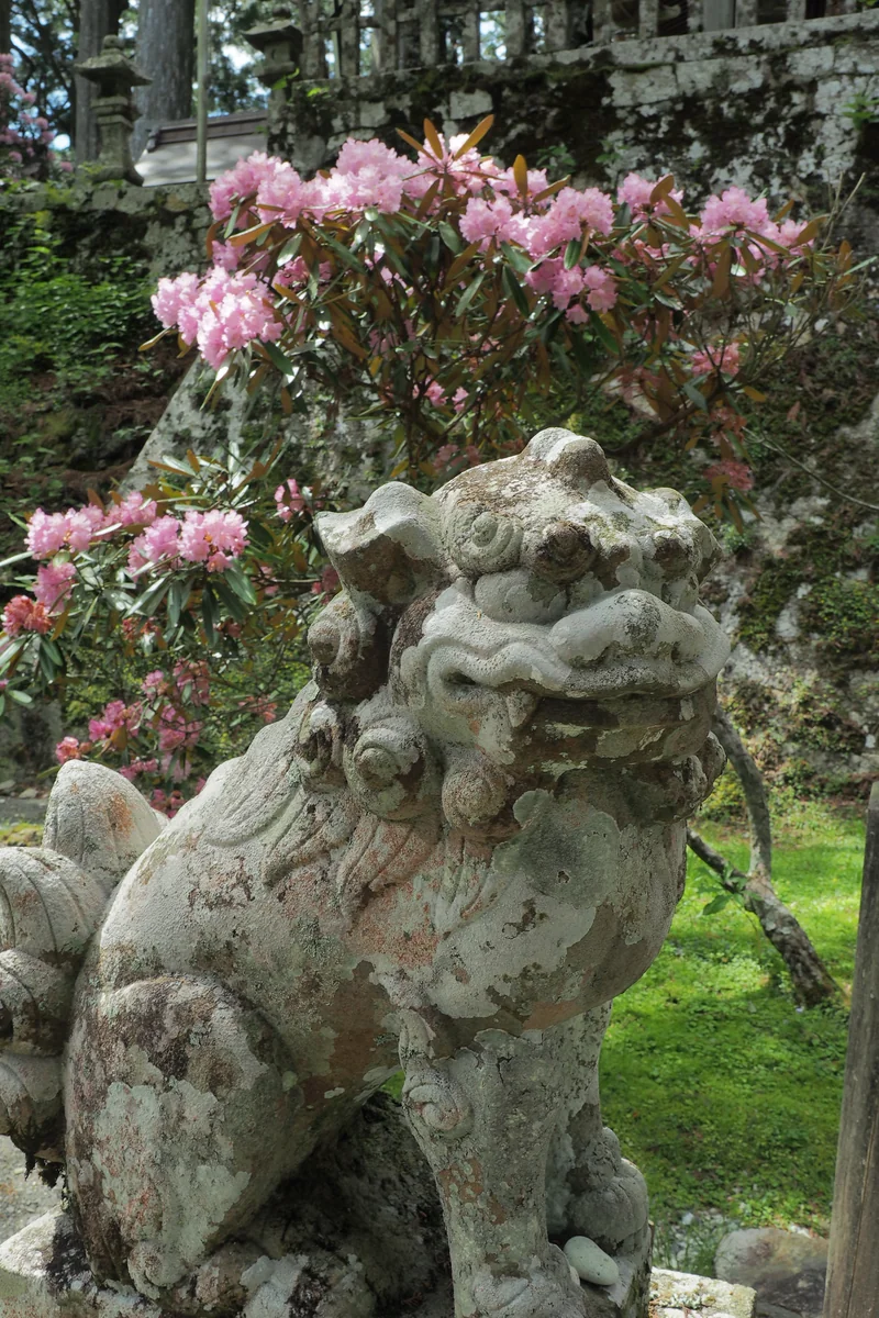投稿写真：玉置神社　狛犬と石楠花