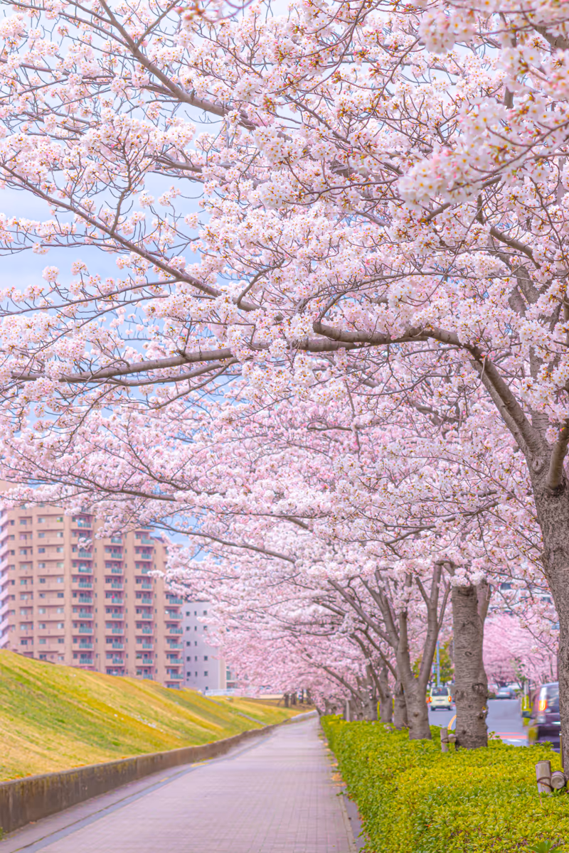投稿写真：ソメイヨシノ満開